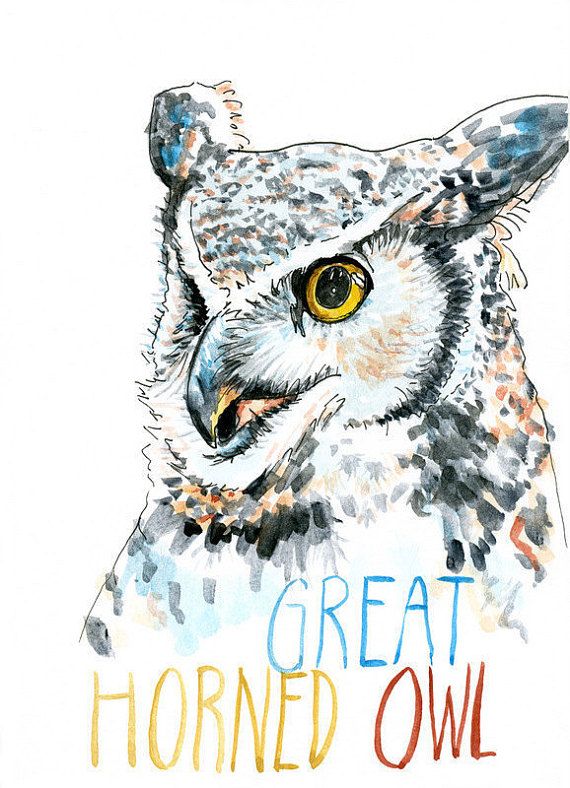 570x788 Great Horned Owl Watercolor Sketch Print 5 X 7, 8 X 10, And 11 X - Great Horned Owl Sketch