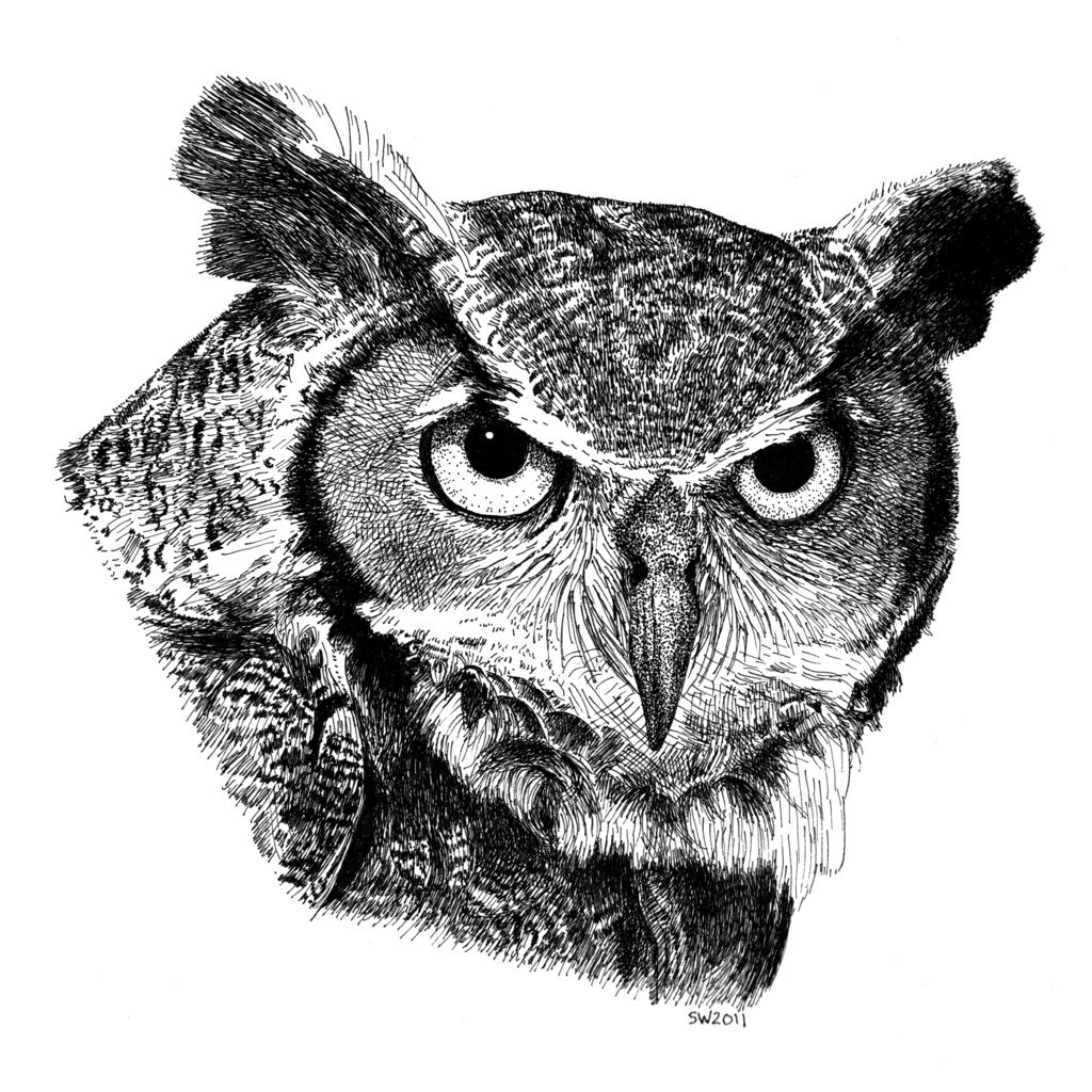 1024x1024 Great Horned Owl In 2018 Patterns To Review - Great Horned Owl Sketch