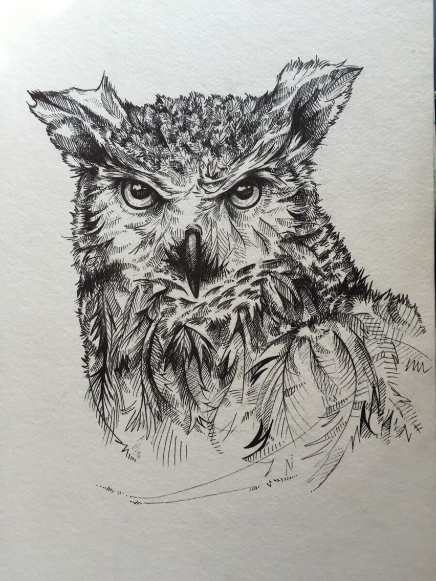 852x1136 Great Horned Owl. Ink Sketch. Et Cetera Owl - Great Horned Owl Sketch