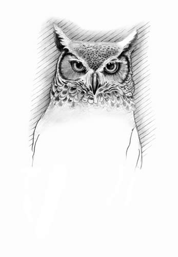 347x500 Sherpa Guides Chesapeake Bay Sidebars Great Horned Owl - Great Horned Owl Sketch