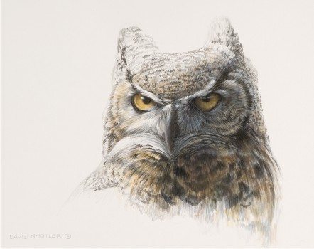 442x350 Wildlife Artist David N. Kitler - Great Horned Owl Sketch