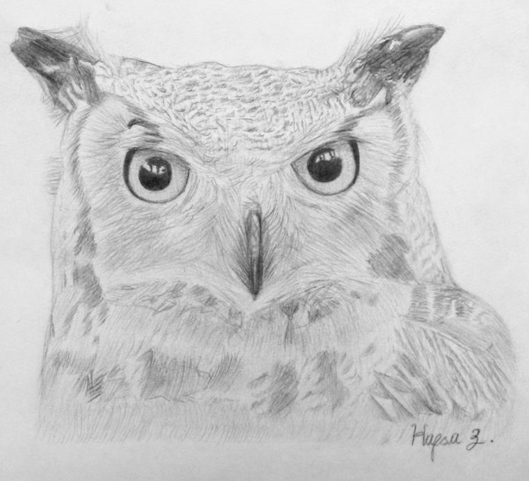 760x690 Your Art Great Horned Owl - Great Horned Owl Sketch