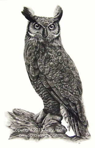 310x480 Evertree Studio - Great Horned Owl Sketch