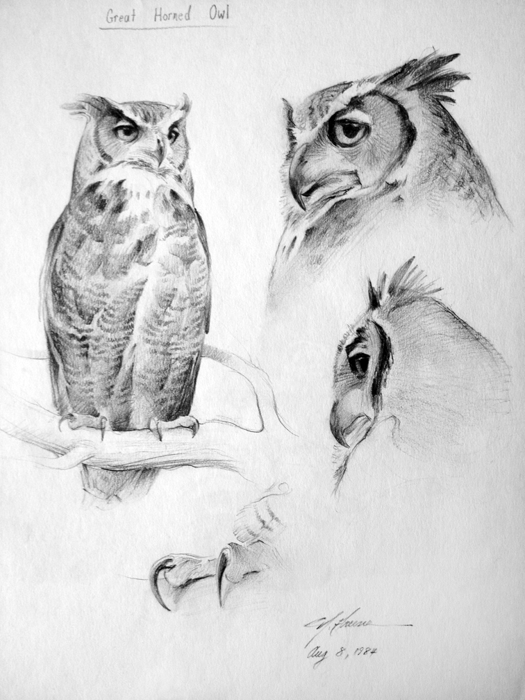 756x1008 Great Horned Owl Nathan Greene Studio - Great Horned Owl Sketch