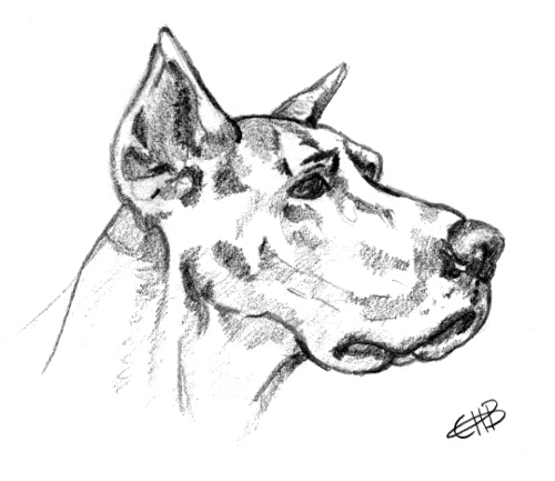500x433 Great Dane Sketch This Is A Sketch Of A Great Dane That I - Great Sketches
