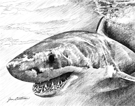 432x341 Great White Shark Pencil Drawing - Great White Shark Sketch