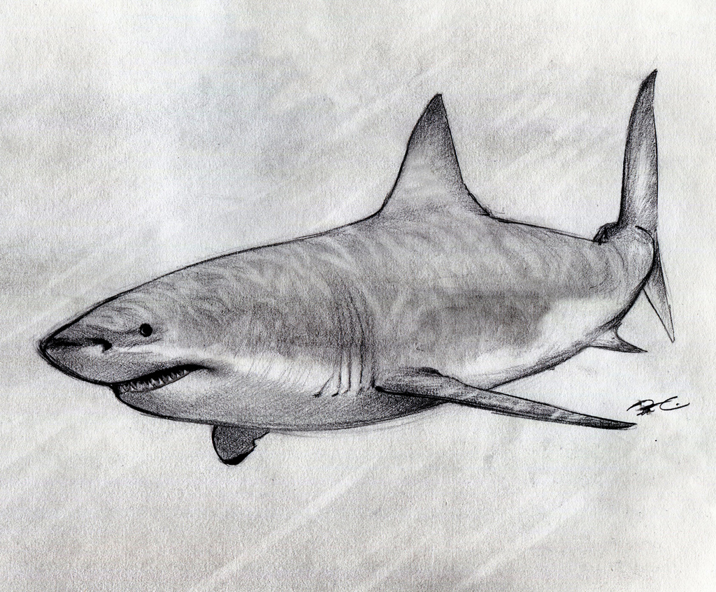 1024x847 Great White Shark Sketch Rob Alicea - Great White Shark Sketch