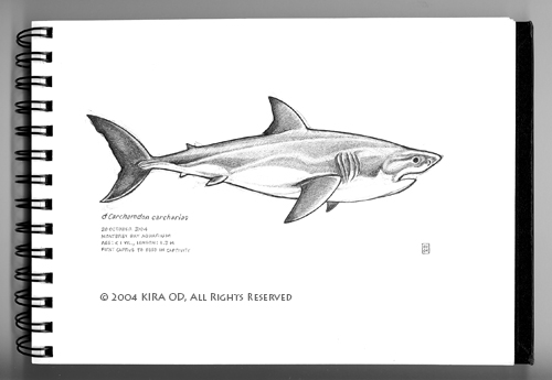 500x345 Kira Od Drawings - Great White Shark Sketch