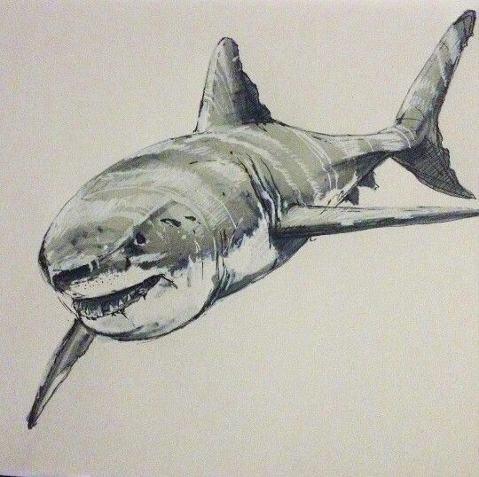 540x538 The Great White Shark! Quick Sketch Ink Shark - Great White Shark Sketch