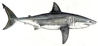 328x153 Znalezione Obrazy Dla Zapytania Great White Shark Sketch Tattoos - Great White Shark Sketch