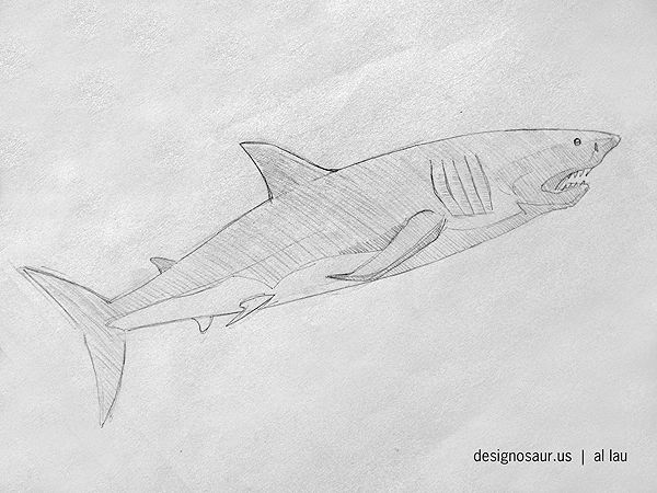 600x450 Sketch Great White Shark Blog.designosaur.us - Great White Shark Sketch