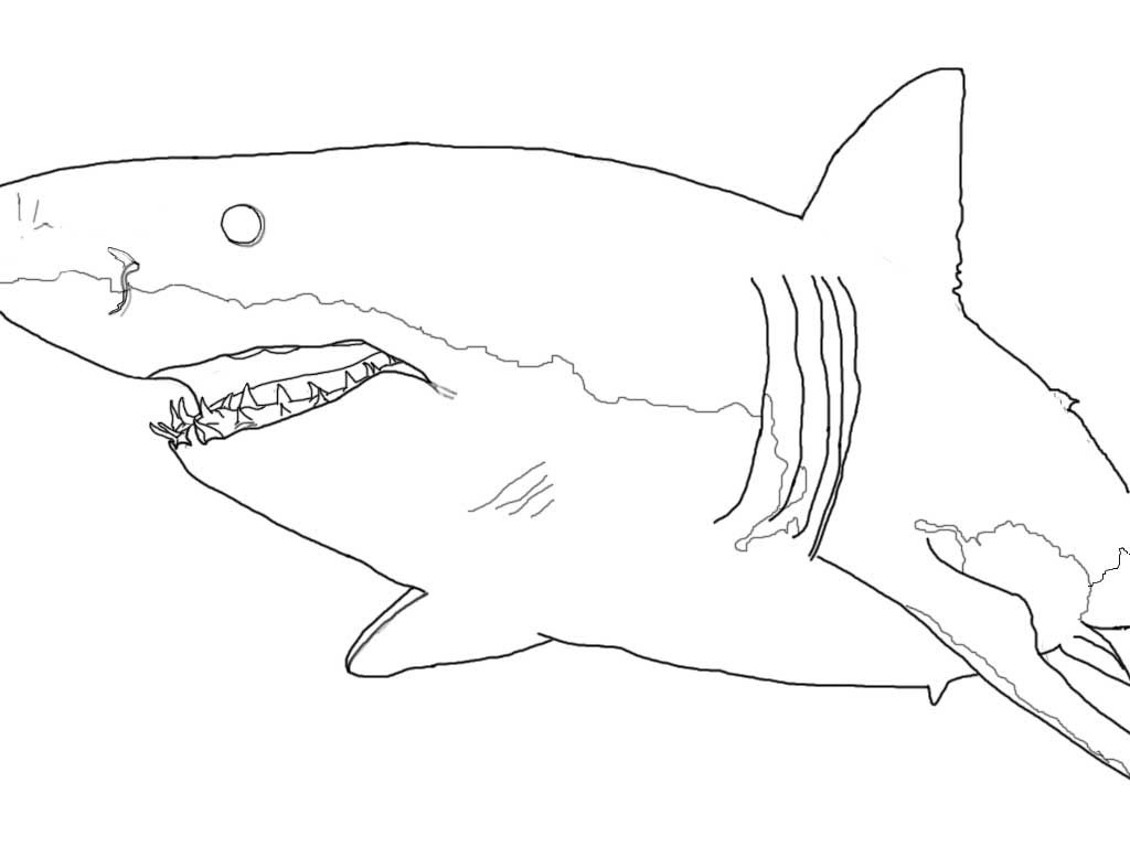1024x768 Delivered Great White Shark Pictures To Color Happy 10 3315 At - Great White Shark Sketch