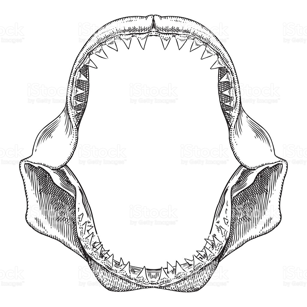 1024x1024 Great White Shark Clipart Sketch - Great White Shark Sketch