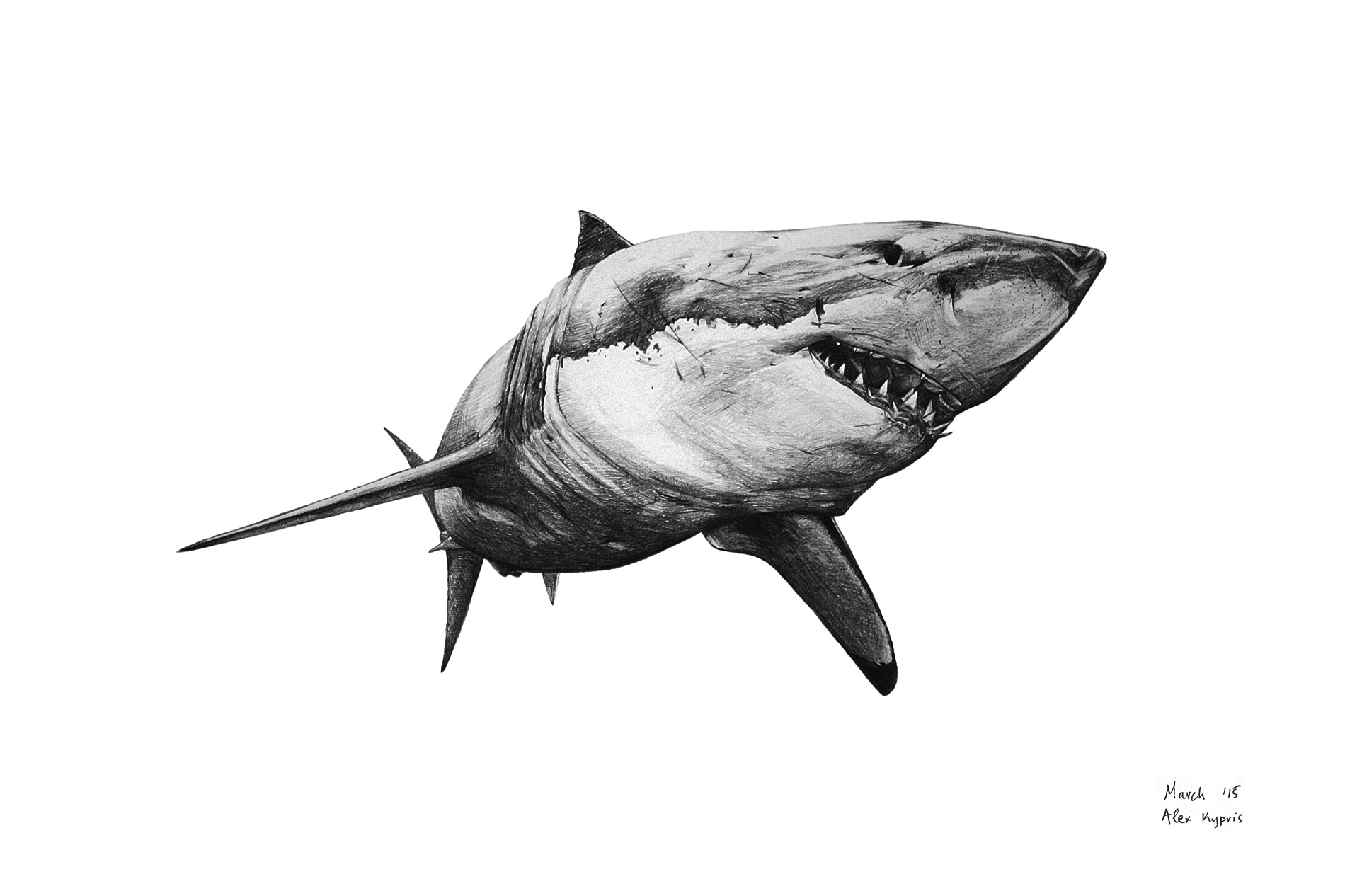 Great White Sketch at PaintingValley.com | Explore collection of Great ...