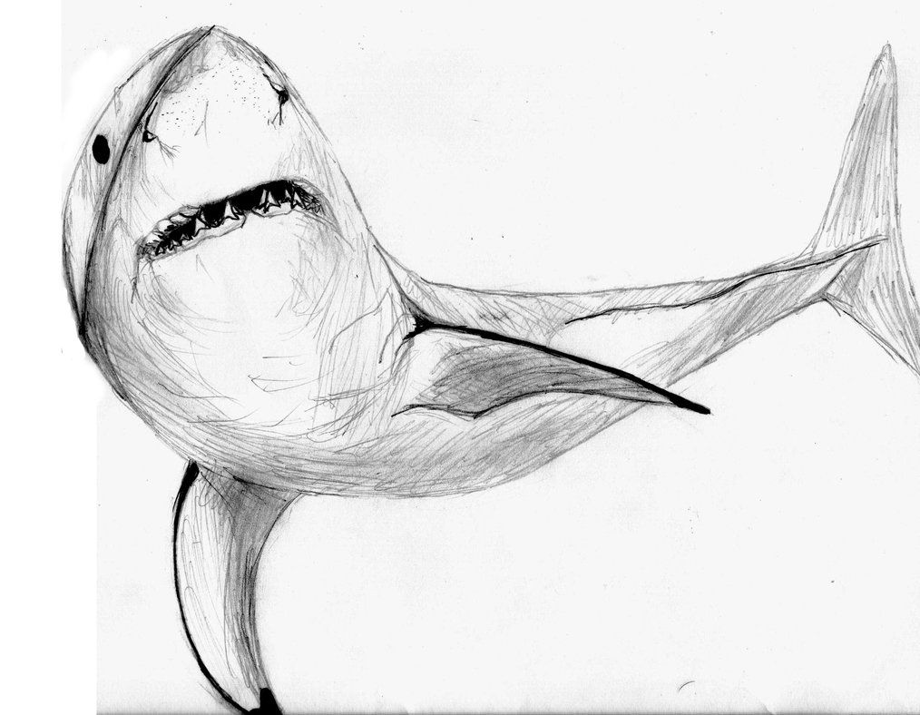 1014x788 Great White Shark By Mats More Crafty Stuff Shark - Great White Sketch