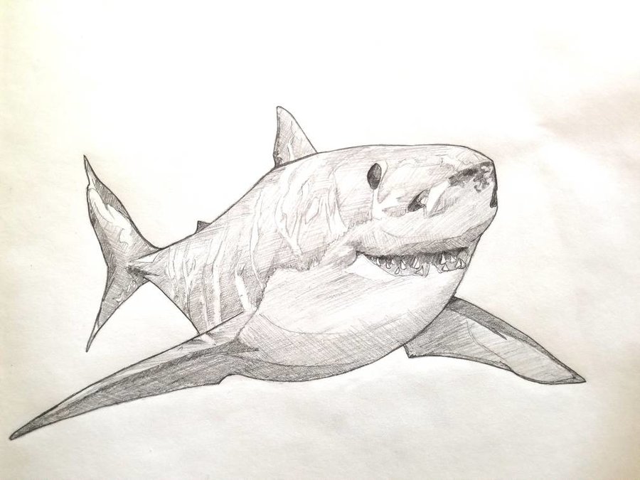 900x675 Great White Sketch By The Timinator - Great White Sketch