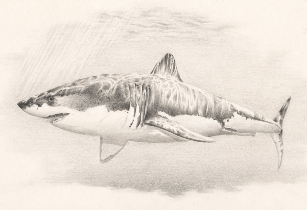 1024x702 Great White Sketch 2013 By Nickbrown85 - Great White Sketch