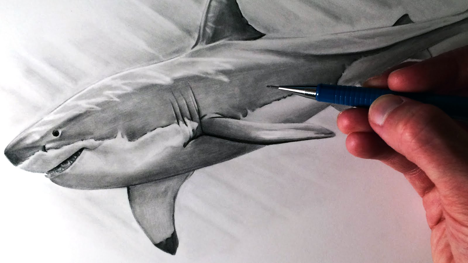 1600x900 How To Draw A Great White Shark - Great White Sketch