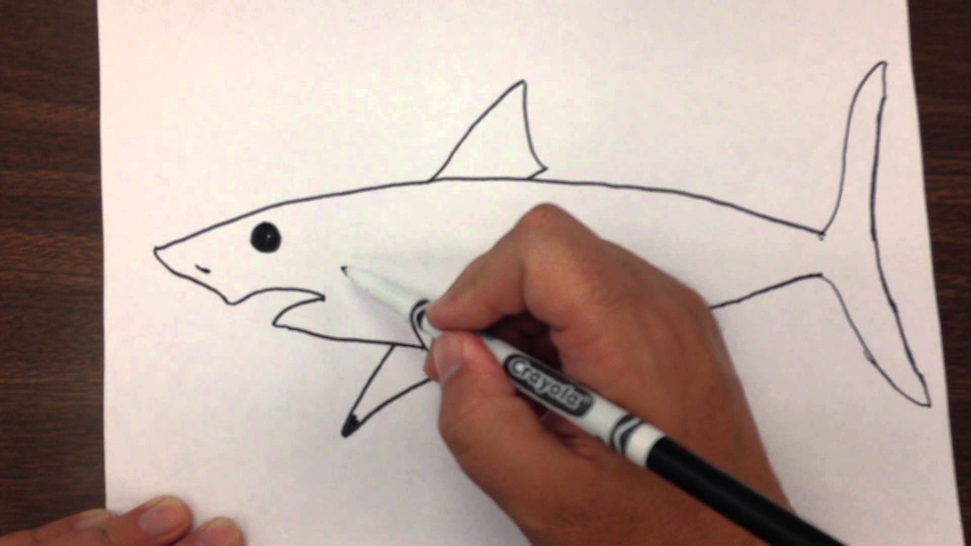 1920x1080 How To Draw A Great White Shark Step By Step - Great White Sketch