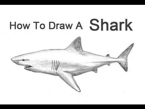 480x360 How To Draw A Shark (Great White) - Great White Sketch