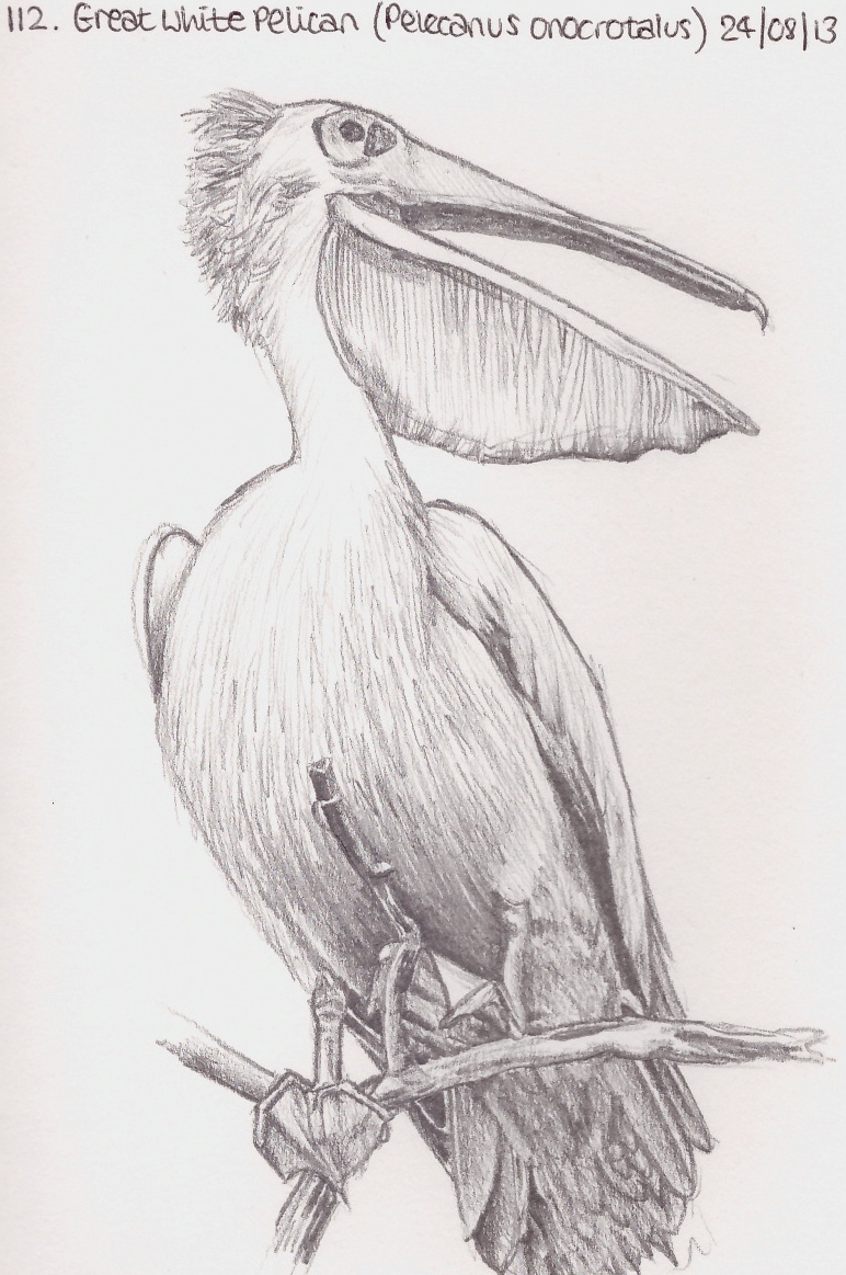 772x1163 Learn.draw.bird. 112. Great White Pelican (Pelecanus Onocrotalus) - Great White Sketch
