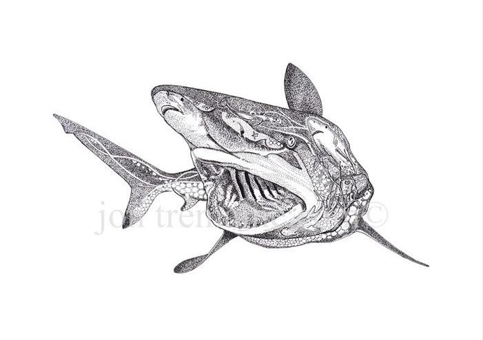 701x494 White Shark - Great White Sketch