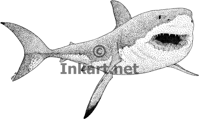 800x481 Wildlife Art Sharks And Rays - Great White Sketch