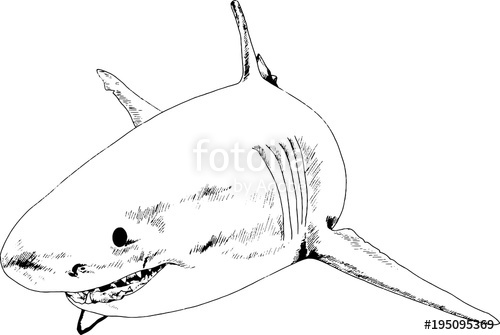 500x335 Great White Shark Drawn In Ink Freehand Sketch Logo Stock Image - Great White Sketch