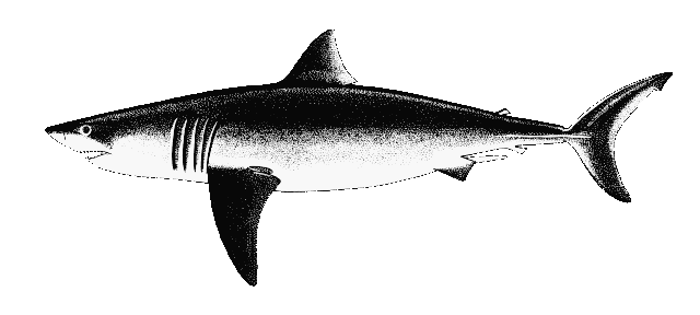 640x288 Digital Fish Library - Great White Sketch