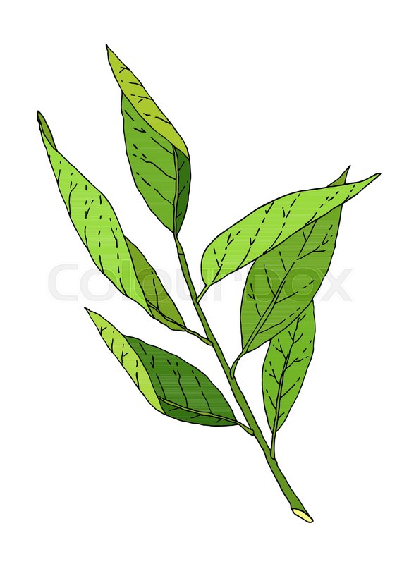 580x800 Hand Drawn Green Leaves Tree Branch Sketch. Vector Nature - Green Leaf Sketch
