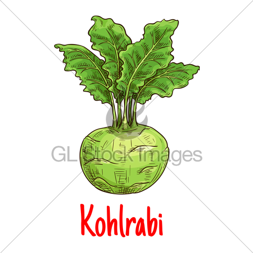 500x500 Kohlrabi Vegetable With Green Leaves Sketch Gl Stock Images - Green Leaf Sketch