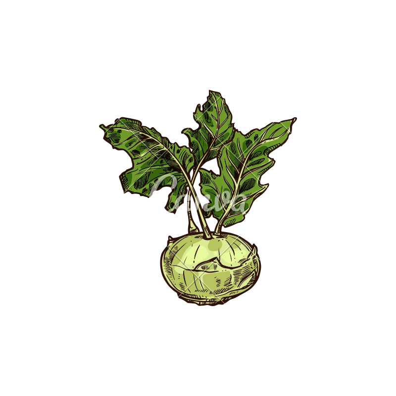 800x800 Kohlrabi Vegetable With Green Leaves Sketch - Green Leaf Sketch