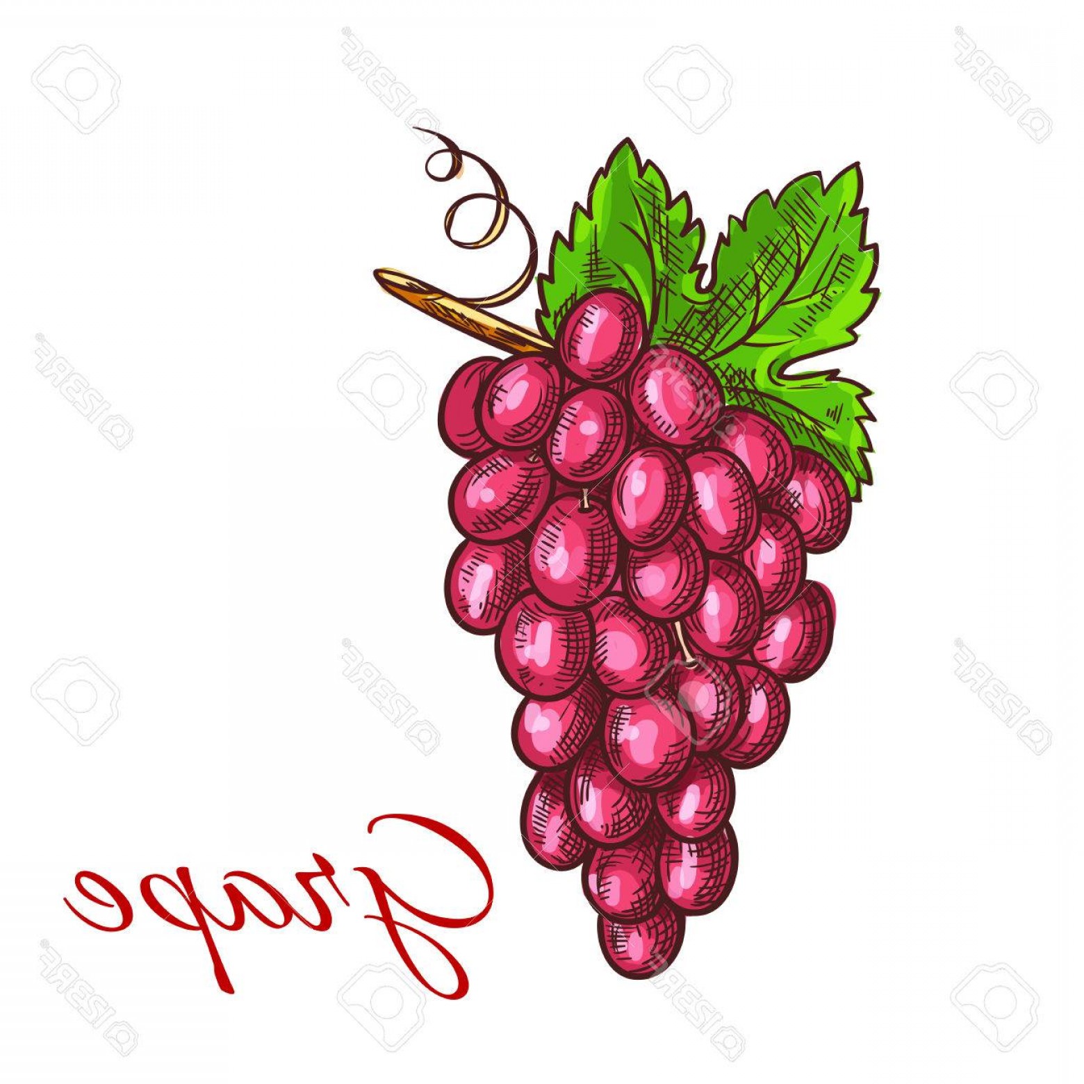 1560x1560 Photostock Vector Grape Fruit Bunch With Green Leaf Sketch - Green Leaf Sketch
