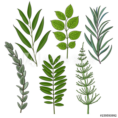 500x500 Set Of Tree Twigs, Branches With Fresh Green Leaves, Summer Season - Green Leaf Sketch