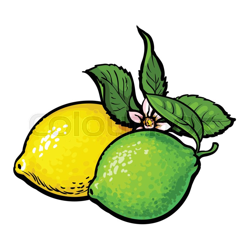 800x800 Whole Shiny Lime And Lemon With Fresh Green Leaf And Flower, Hand - Green Leaf Sketch