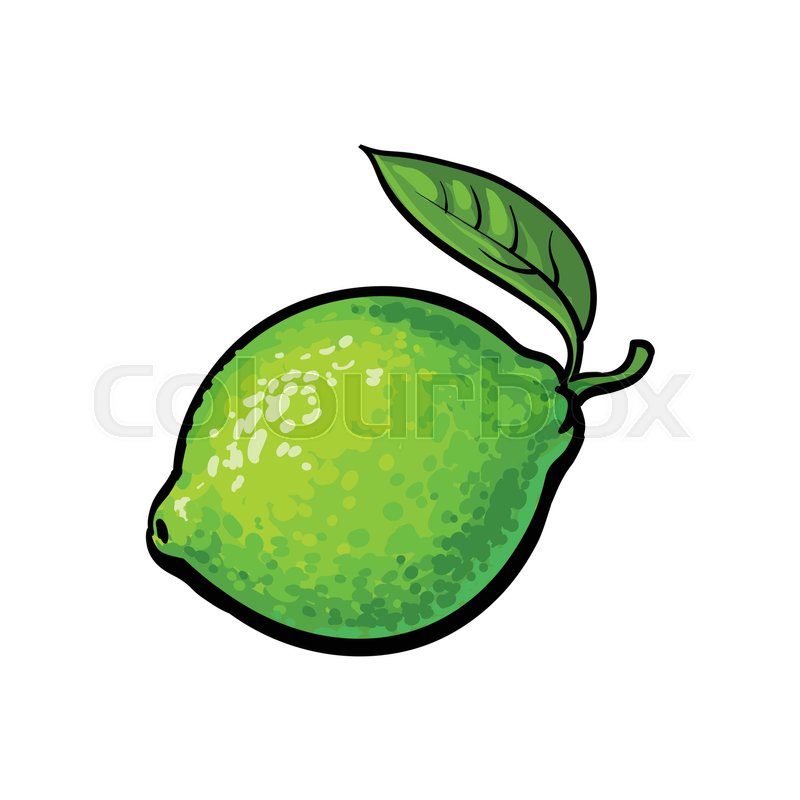 800x800 Whole Shiny Ripe Green Lime With A Leaf, Hand Drawn Sketch Style - Green Leaf Sketch