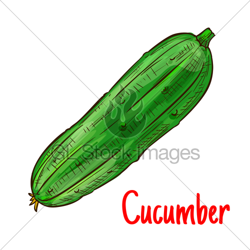 500x500 Green Cucumber Vegetable Isolated Sketch Gl Stock Images - Green Leaf Sketch