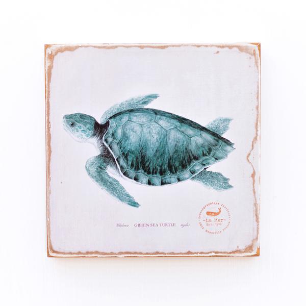 600x600 Green Sea Turtle Lithograph Blue1910 - Green Sea Turtle Sketch
