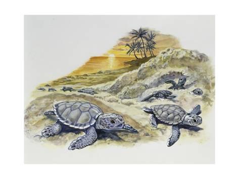 473x355 Green Sea Turtle Or Pacific Green Turtle (Chelonia Mydas - Green Sea Turtle Sketch