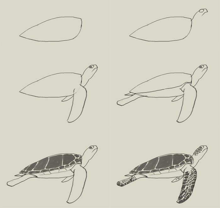 700x662 Pin By Outi Karkkulainen On Draw Drawings, Turtle - Green Sea Turtle Sketch