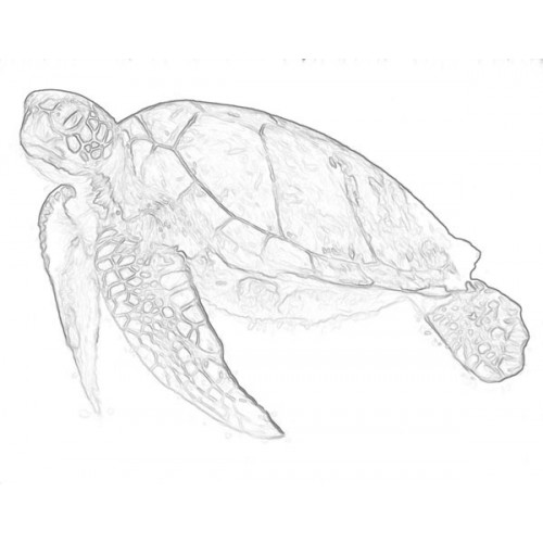 500x500 Sea Turtle 1 Sketch For Canvas Painting - Green Sea Turtle Sketch