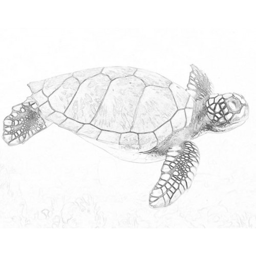 500x500 Sea Turtle 2 Sketch For Canvas Painting - Green Sea Turtle Sketch