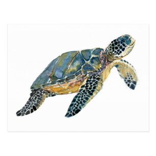 307x307 Sea Turtle Postcards Zazzle - Green Sea Turtle Sketch