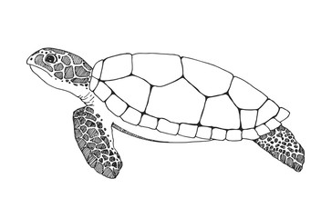 Green Sea Turtle Sketch at PaintingValley.com | Explore collection of ...