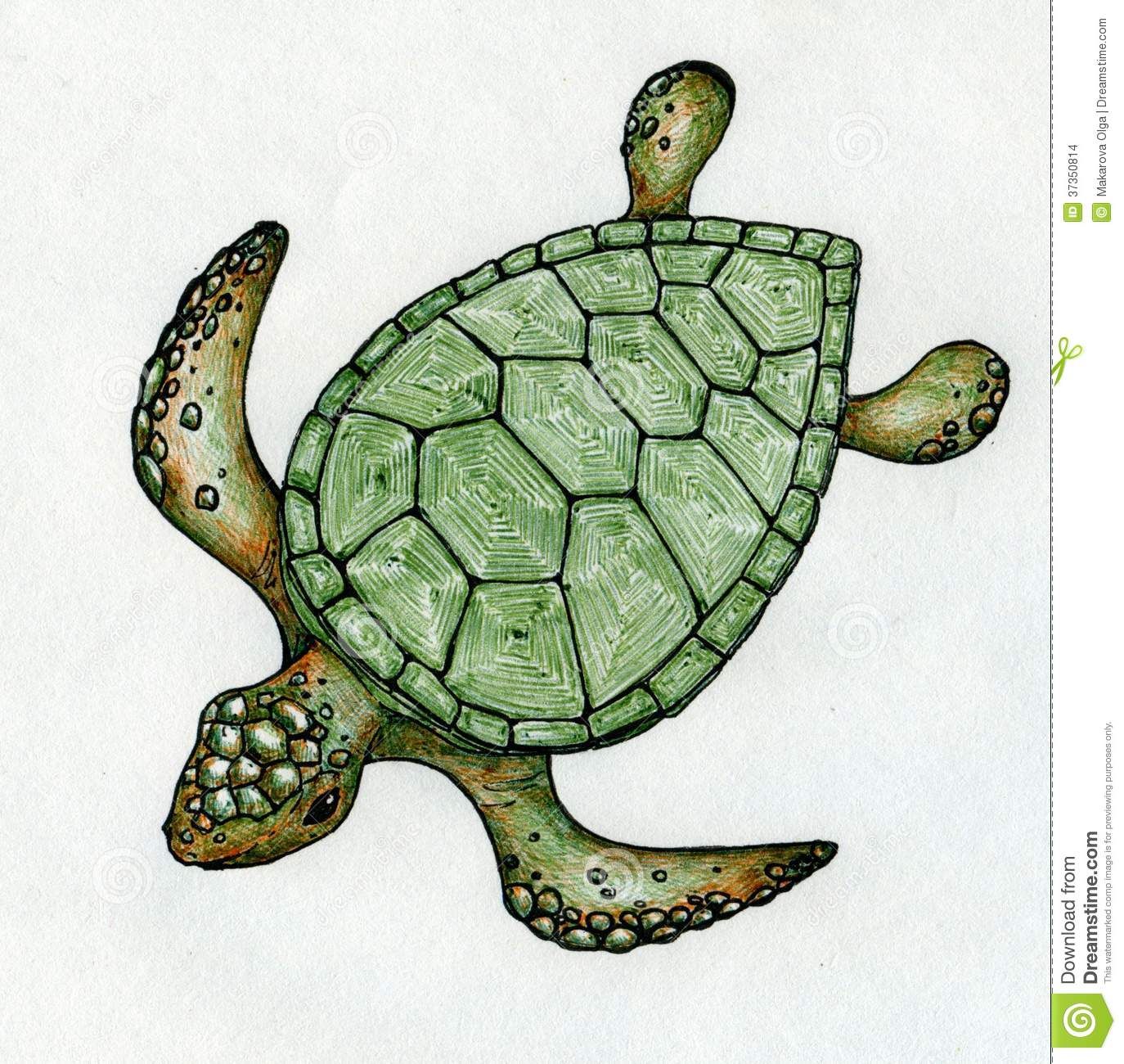 1374x1300 Swimming Sea Turtle Stock Images - Green Sea Turtle Sketch