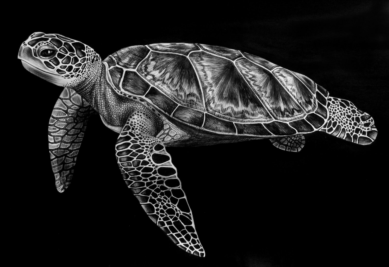 Green Sea Turtle Sketch At PaintingValley Com Explore Collection Of   Green Sea Turtle Sketch 32 