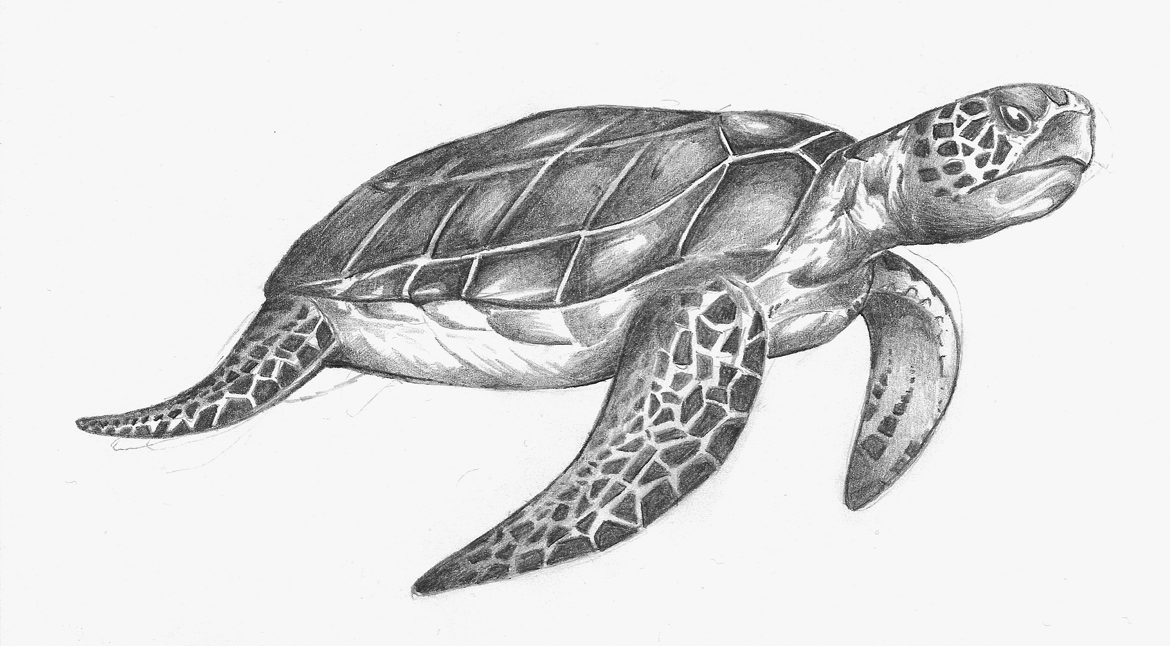 2339x1293 Sea Turtle Drawings The Sea Turtle Came Out To Draw These - Green Sea Turtle Sketch