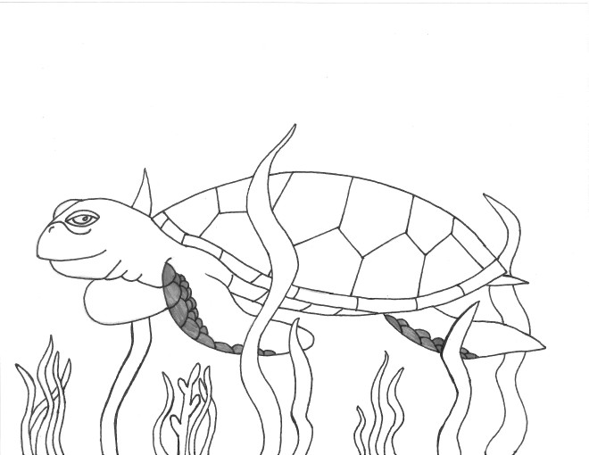 660x510 Facts Amp Discovery Sea Turtle Exploration - Green Sea Turtle Sketch