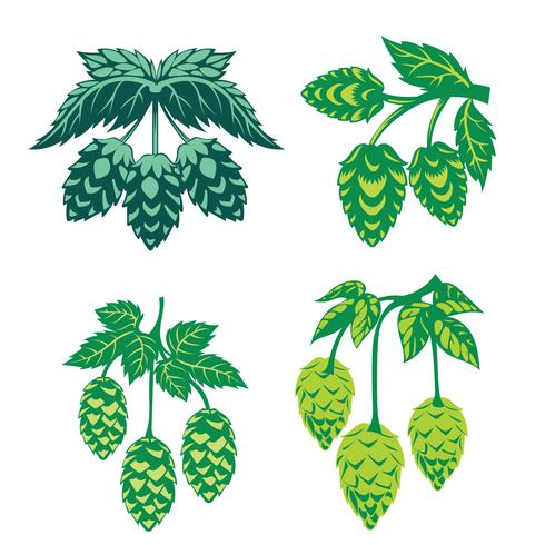 490x490 Green Hop Plant, Sketch Style Vector Illustration Isolated On - Green Sketch