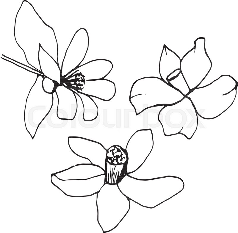 800x783 Graphic Sketches Branches Neroli. Illustration For Greeting Cards - Greeting Card Sketches